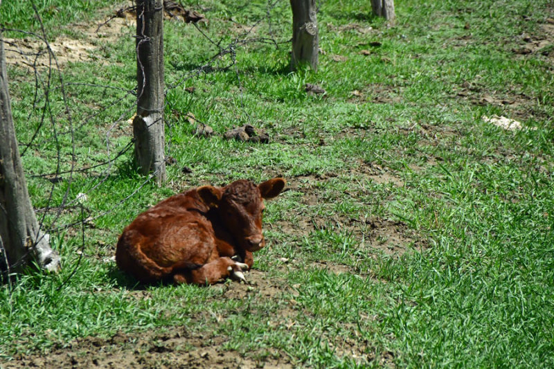 Spring calf - Utah1920074.jpg