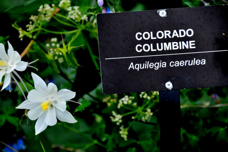 Colorado columbine - Utah15 7381
