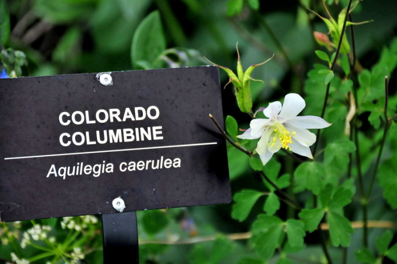 Colorado columbine - Utah15 73822