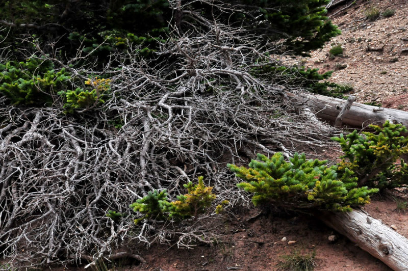 Cedar Breaks - Utah15 7403
