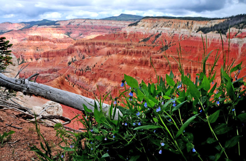 Cedar Breaks view - Utah15 7425