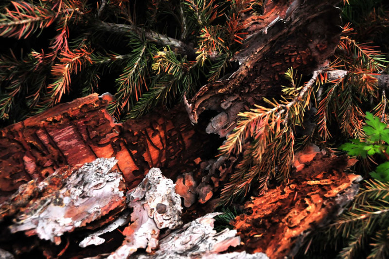 Beetle galleries in spruce bark - Utah15 7438