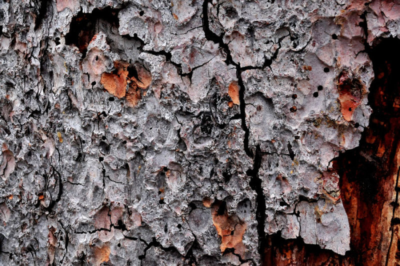 Spruce bark - Utah15 7453