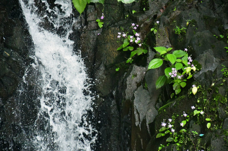 Roadside flowers at waterfall - India 1 8767