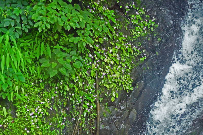 Roadside flowers at waterfall - India 1 8768