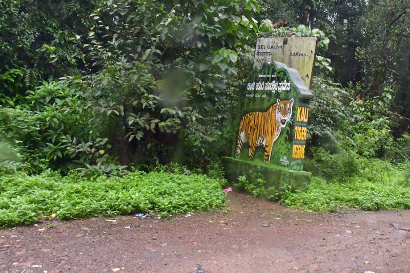 Kali Tiger Reserve - India 1 8810