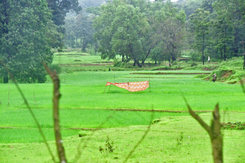 Rice fields - India 1 8861