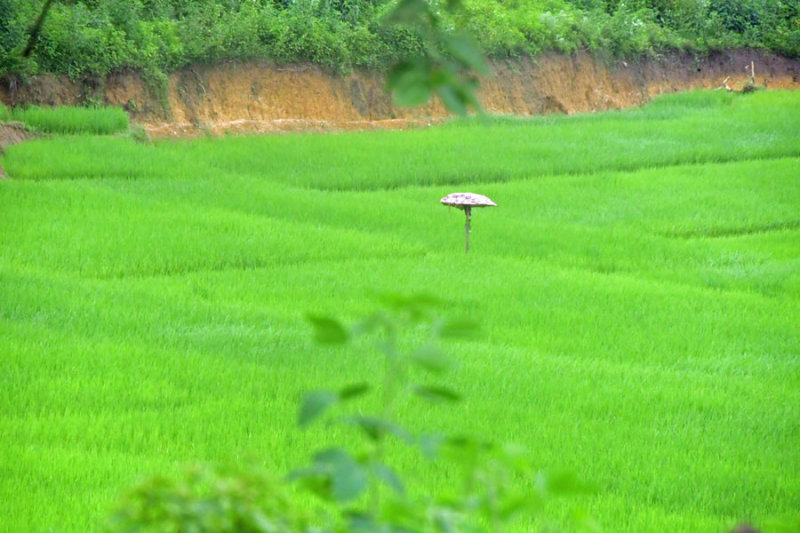 Rice field shade - India 1 8877