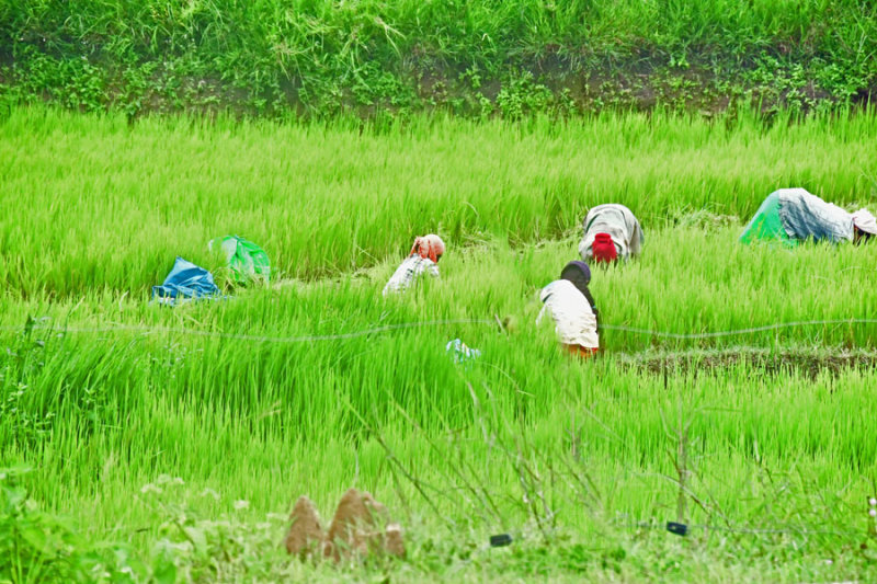 Weeding rice - India 1 8890