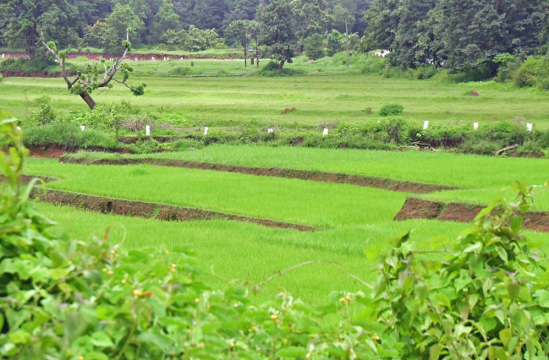 Terraced rice - India 1 8893