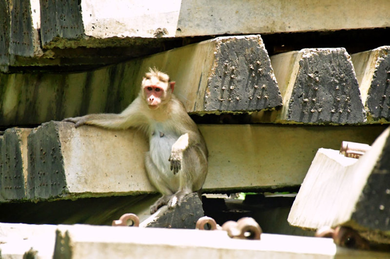 First monkey sited on the trip - India 1 8920