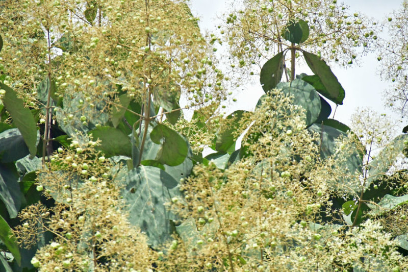 Teak flowers - India 1 8989