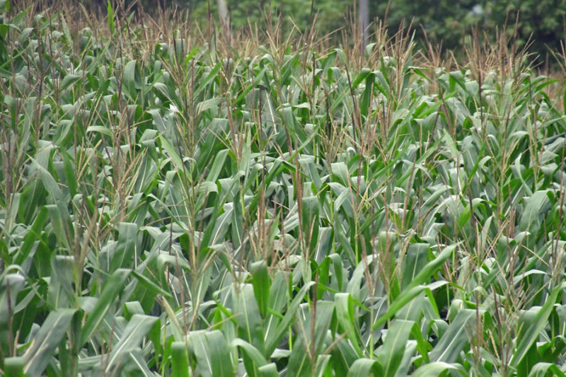 Sweet corn field - India 1 8998