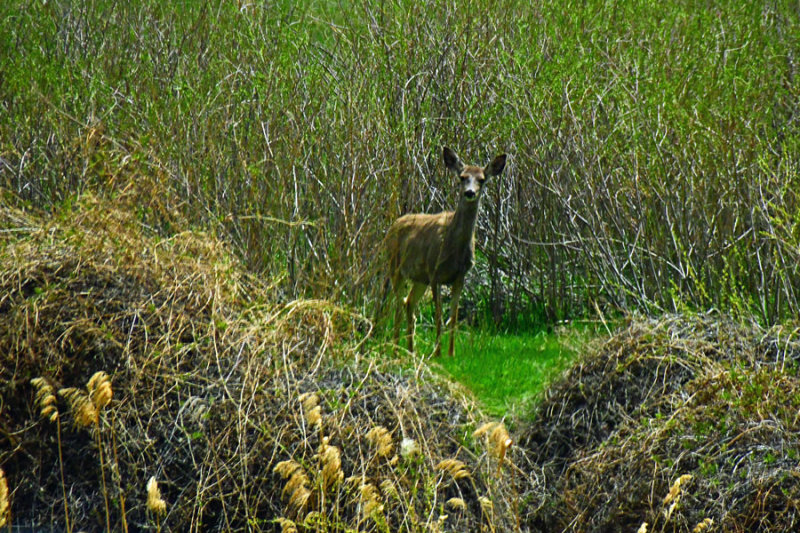 Mule deer in Nine Mile Canyon - Utah19 2 0082