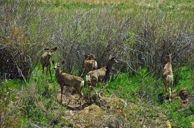 Mule deer in Nine Mile Canyon - Utah19 2 0087