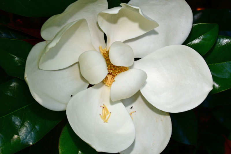 25 Magnolia 5591