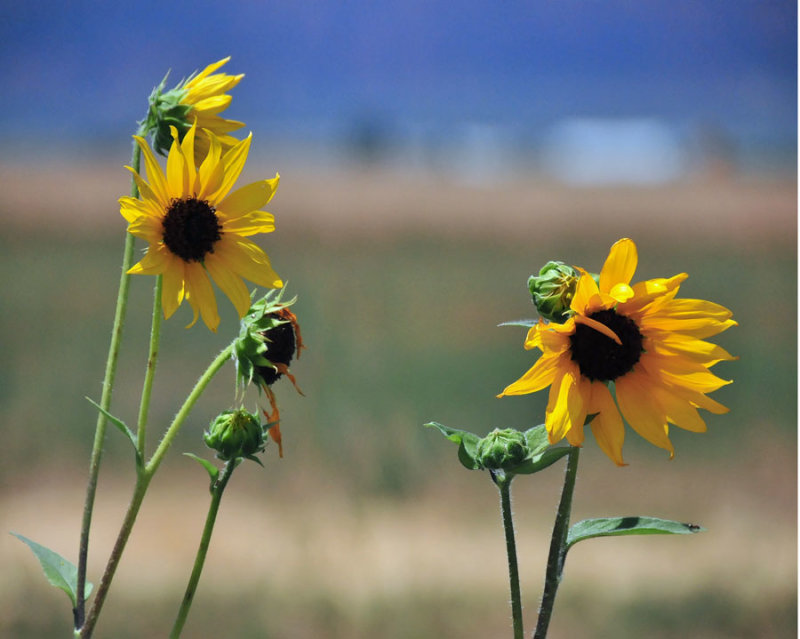 Parowan sunflowers - Utah15 7517