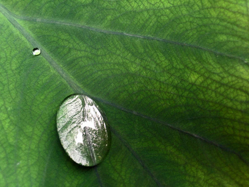 04 Droplet on leaf i3720