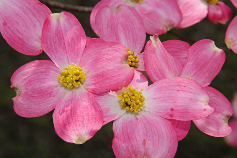 RGB3Reddogwood4988w