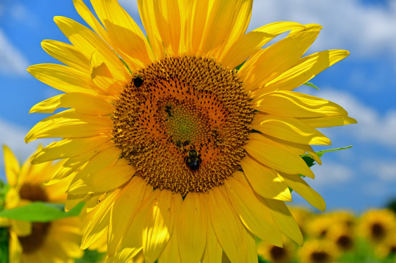 28 Girasol 7267