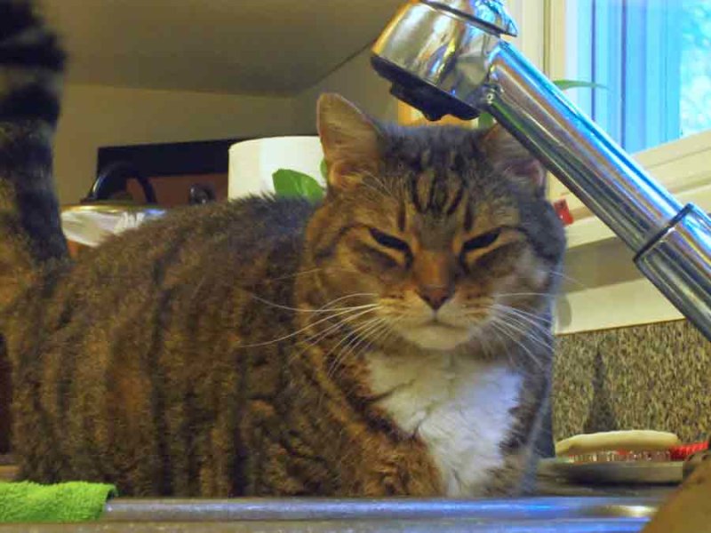 12 Hobbes waiting 'patiently' for a drink at the sink 0008