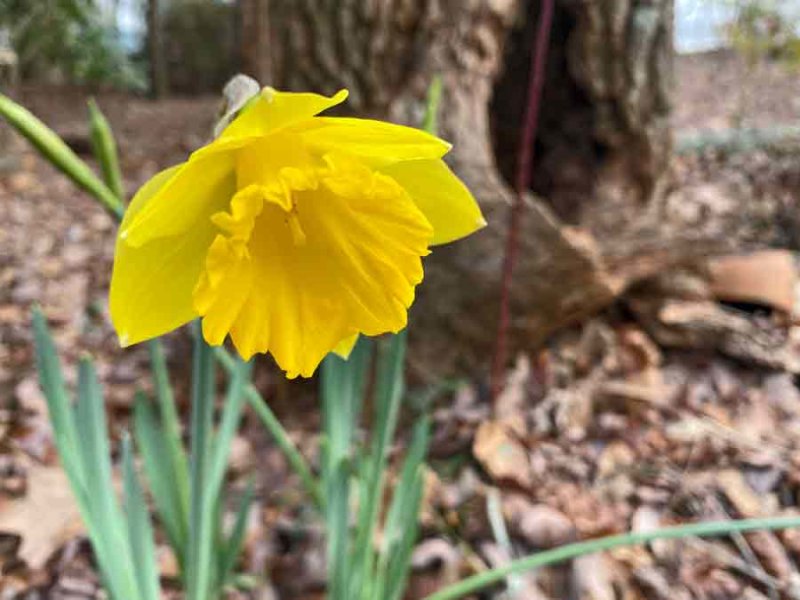 26 First daffodil i0897