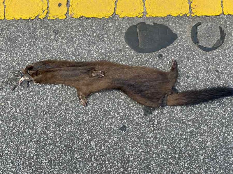 23 Road-killed mink i1157