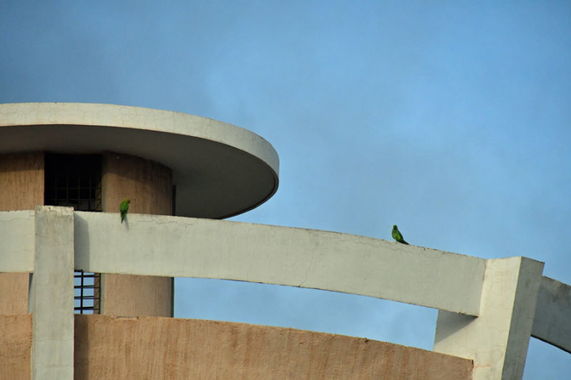 Morning on the hotel roof - Parrots - India 1 9330