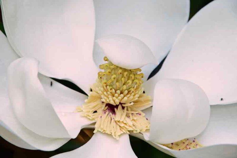 02 Southern magnolia - Magnoia grandiflora 0488