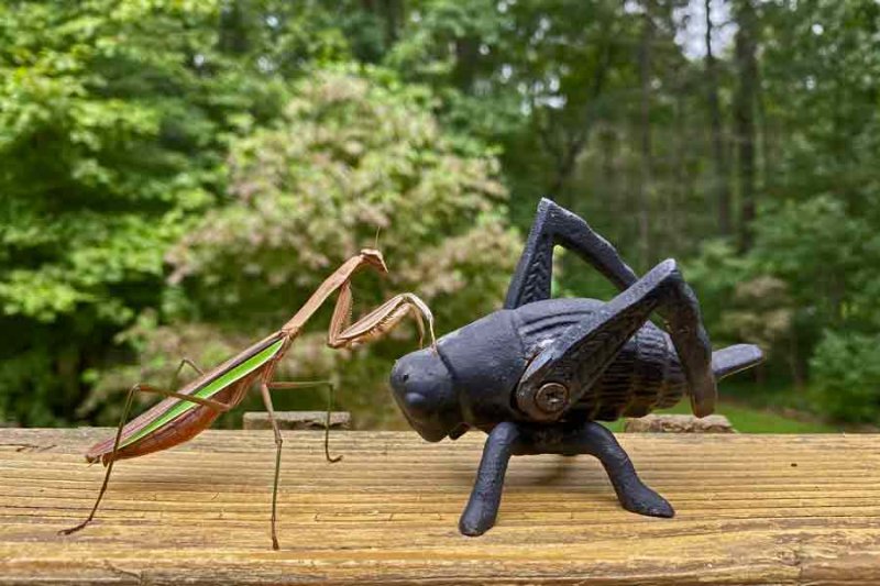 Mantises - The Mantodea