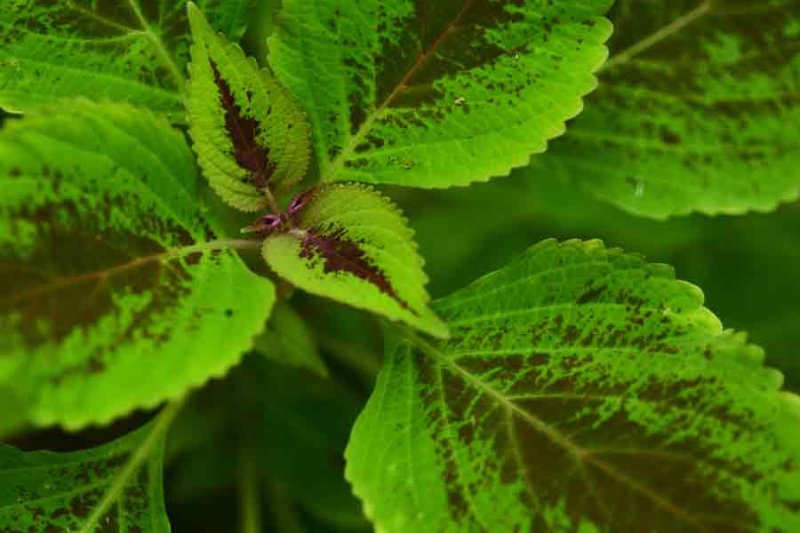 Coleus 1371