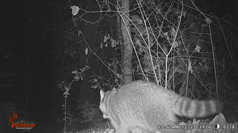 12 21 Solstice raccoon WGI_0218