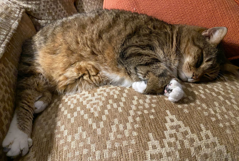 19 Hobbes is not a fan of Netflix i3454