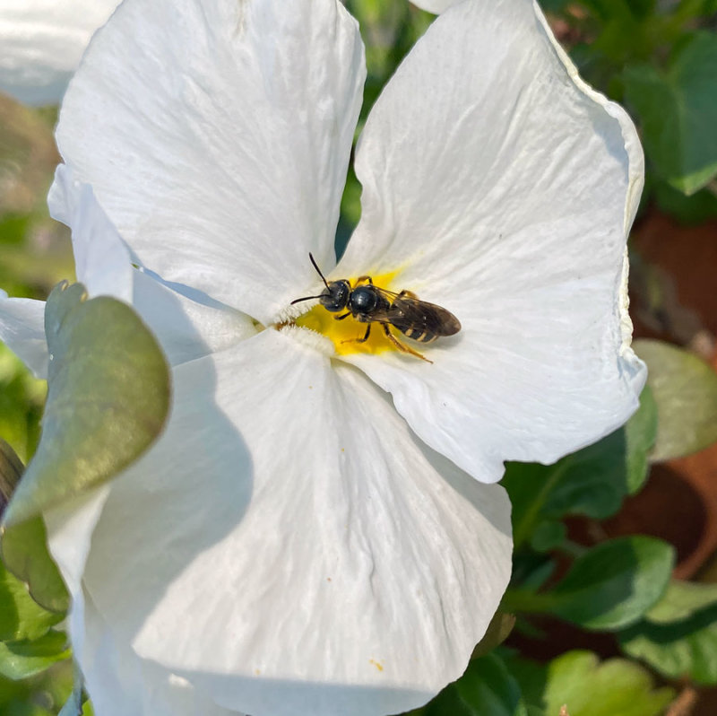 24 Native bee on pansy i3482