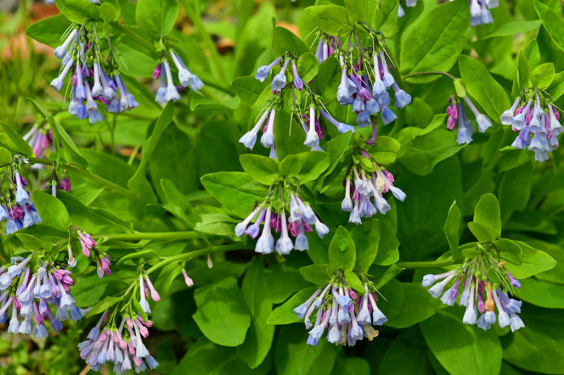 04-04 Virginia Bluebells 1102