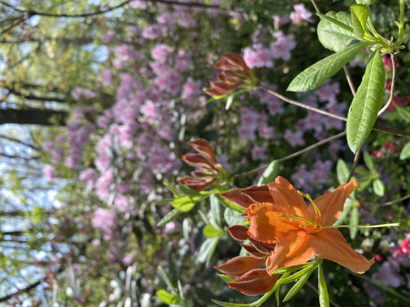 Flame azalea i3975