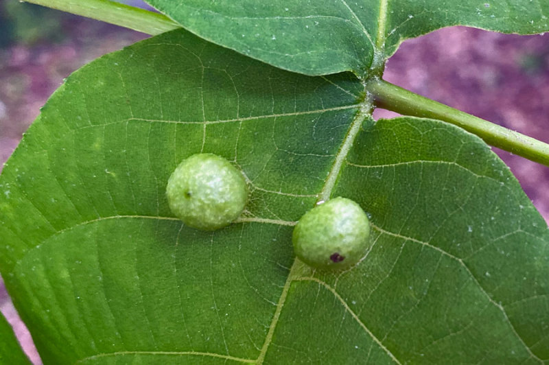 04 29 Hickory leaf galls i4179