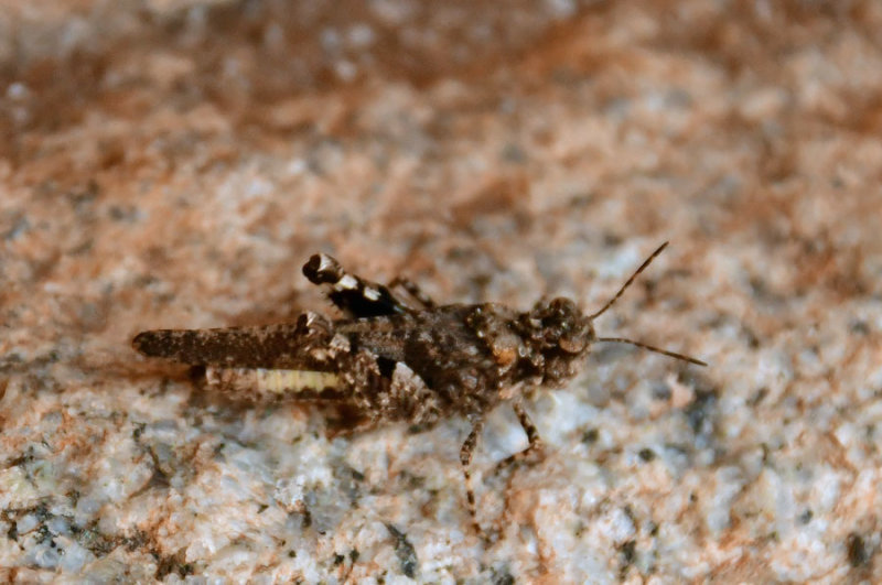 Grasshopper (unidentified) - India-1-9821
