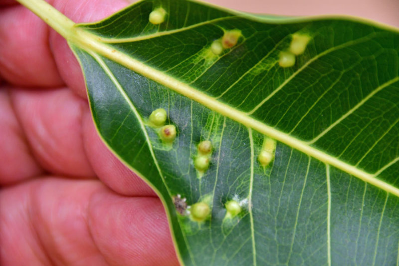 Galls on frangipani leaf - India-1-9862