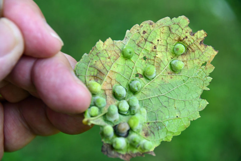 07-27 Leaf galls 1977