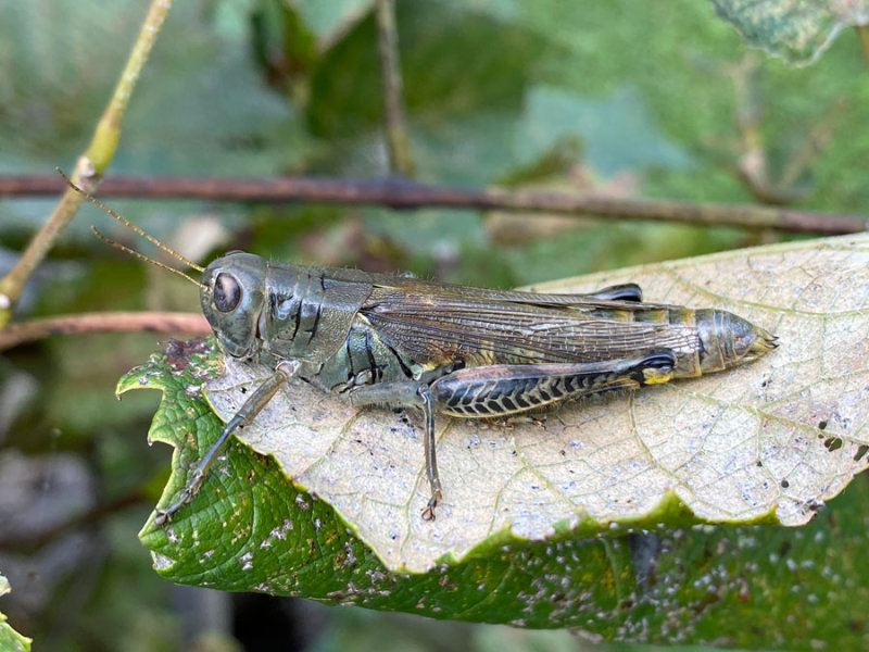 09-01 Adult female differential grasshopper heavy with eggs i5927