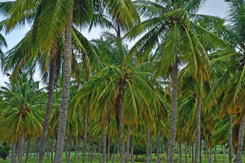 Cocoanut palms - India-1-9957