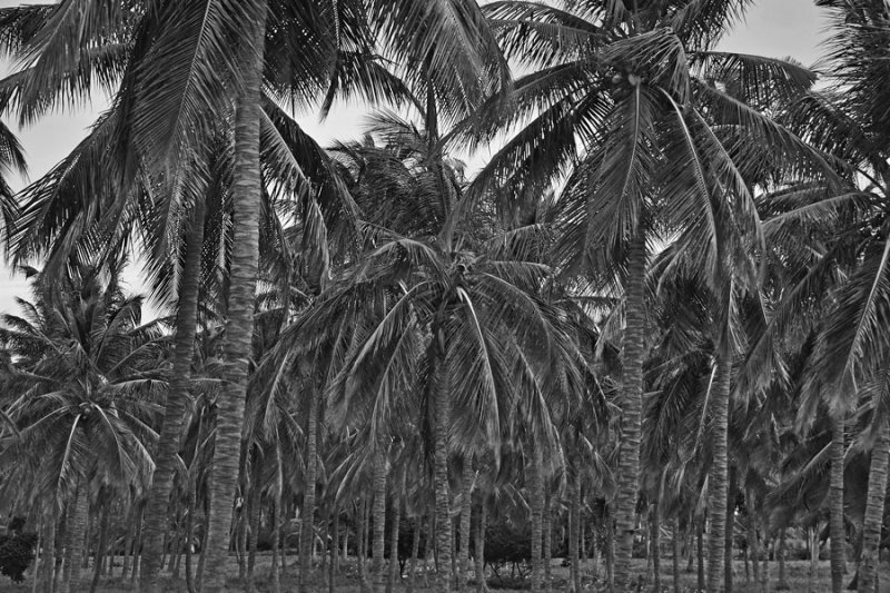 Cocoanut palms - India-1-9957bw