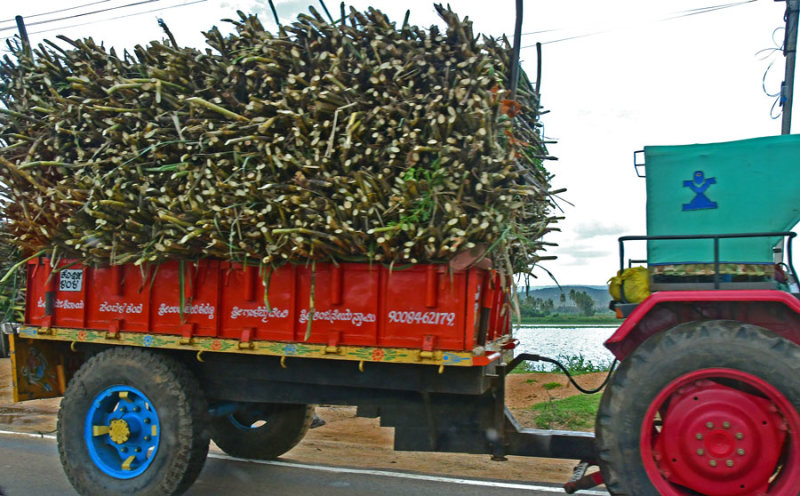 Sugar cane - India-1-9970