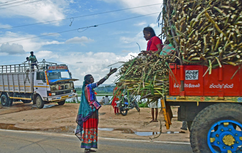 Sugar cane - India-1-9971