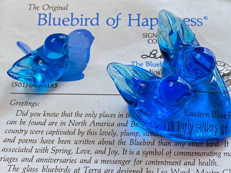 9-29 Bluebird of Happiness i6490