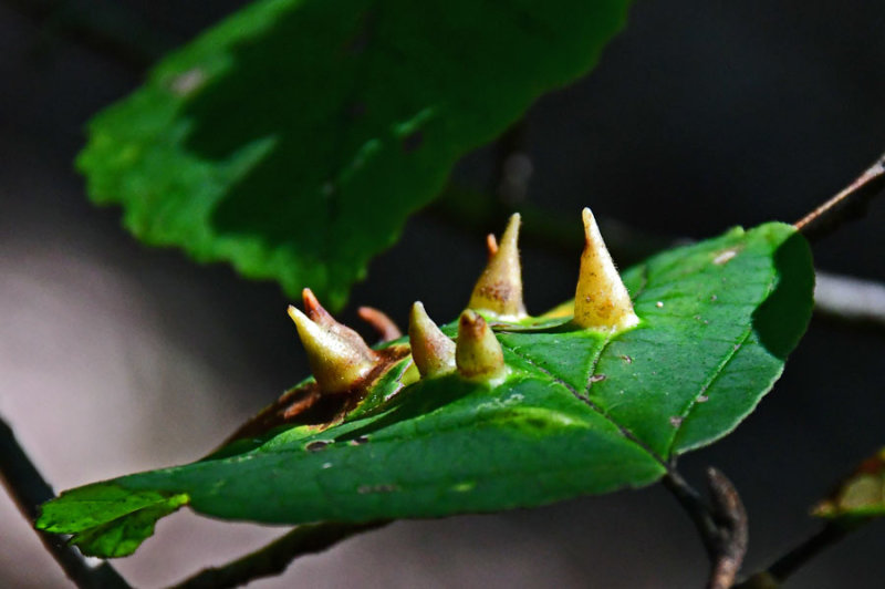 09-12 Witch-hazel cone gall aphid 2466