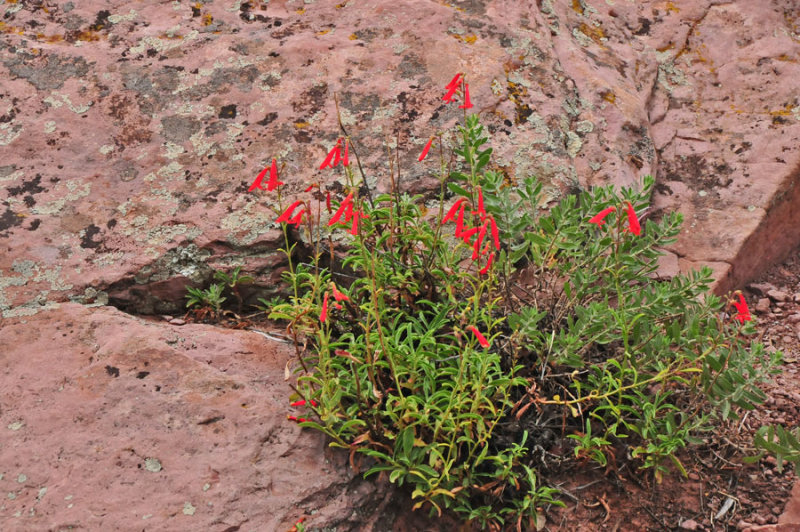 Desert flora - Utah15-8142