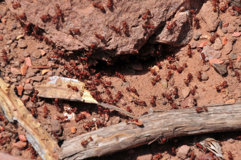 Big headed ants - Utah15-8146