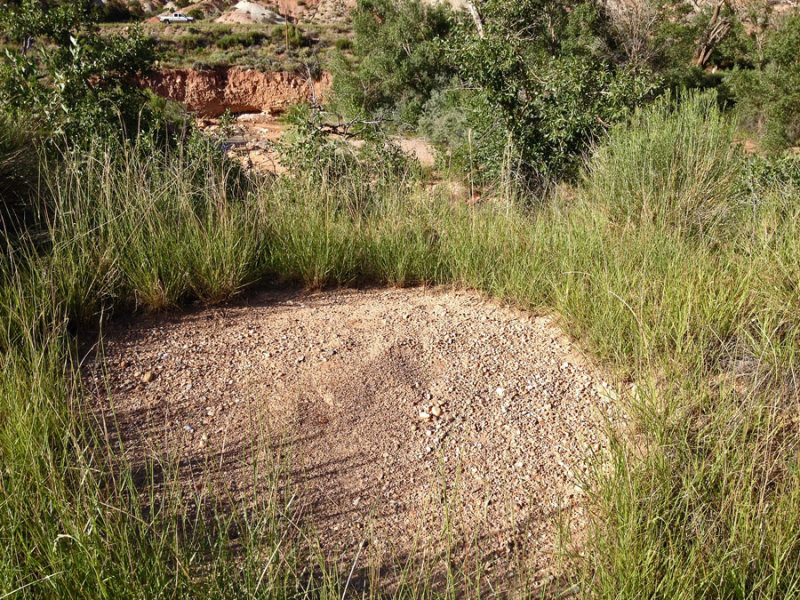 Cedar City - Big-headed ants - Utah15-i6147